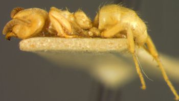 Media type: image;   Entomology 9121 Aspect: habitus lateral view
